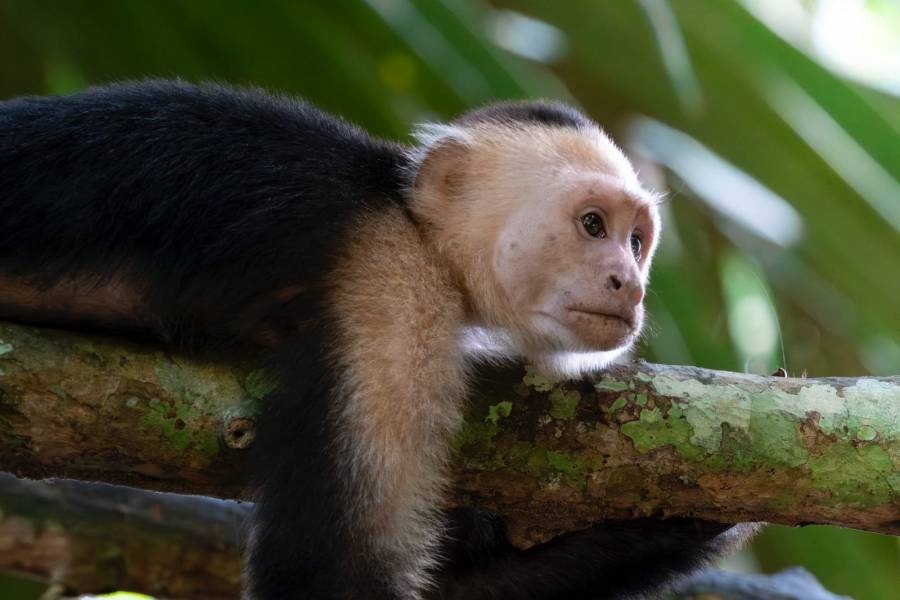 Costa Rica impulsa la campaña #StopAnimalSelfies para fomentar el turismo responsable
