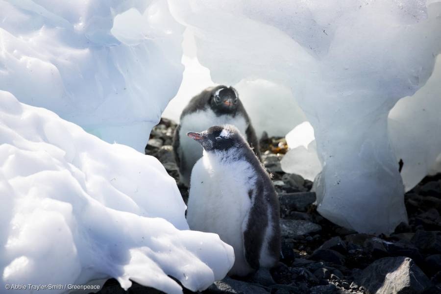 La Antártida registró temperaturas record