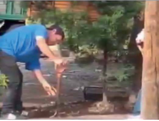 Permite comuna tala irregular de árboles en la Central de Abasto