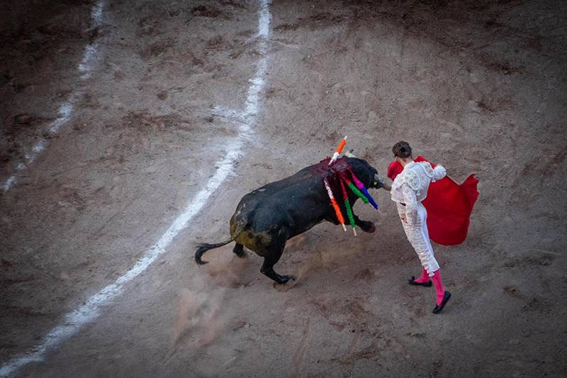 Reviven iniciativa de prohibir corridas de toros y peleas de gallo