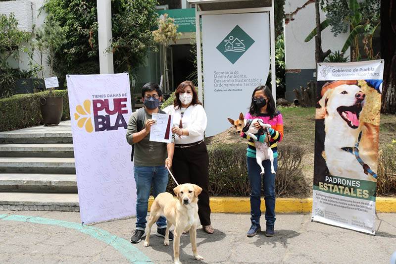 Tras ser rescatados, Medio Ambiente da en adopción a tres perros