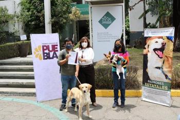 Tras ser rescatados, Medio Ambiente da en adopci&oacute;n a tres perros
