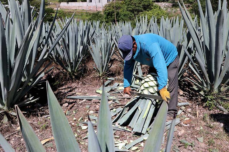 Cerro Zapotecas será destinado para el cultivo de agave pichomel