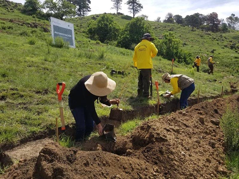 Plantar&aacute;n 9 millones de &aacute;rboles end&eacute;micos en 8 zonas forestales en 2023