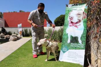 Cumple Medio Ambiente ciclo de rescate y adopci&oacute;n de canes