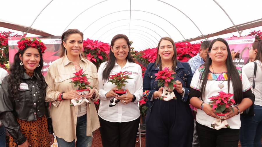 Adquiere flores de Nochebuena de calidad y a buen precio en viveros de Cabrera, en Atlixco