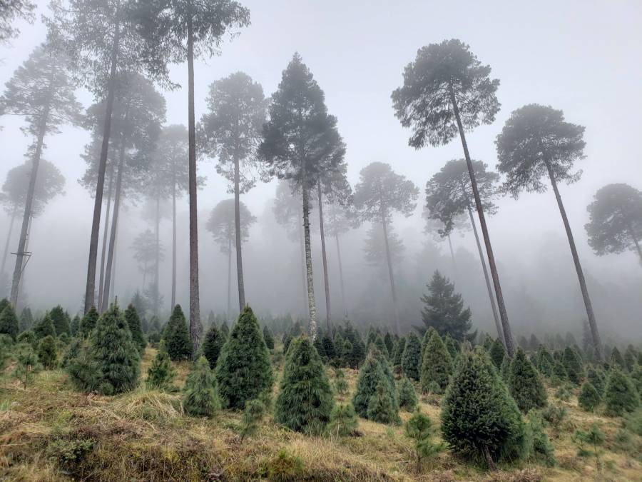Puebla, tercer lugar nacional en producción de árboles de Navidad