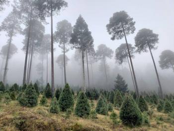 Puebla, tercer lugar nacional en producción de árboles de Navidad