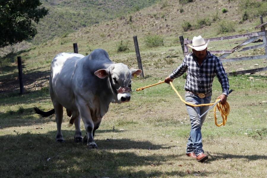Descartan casos de rabia bovina en Puebla