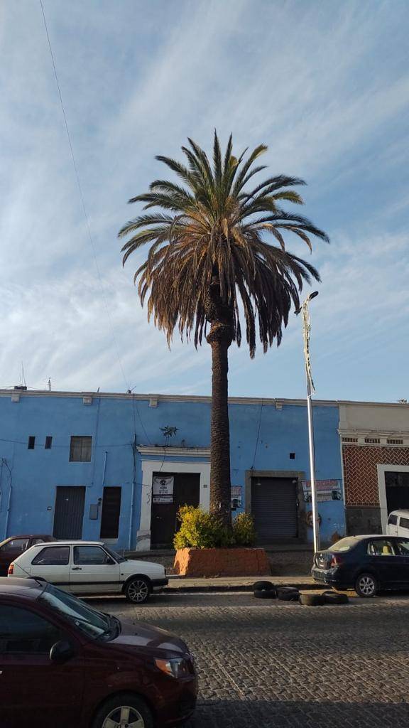 Retirarán palmeras enfermas en El Alto