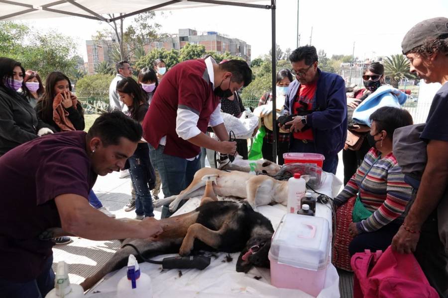 Promueven adopción de perritos responsable en León