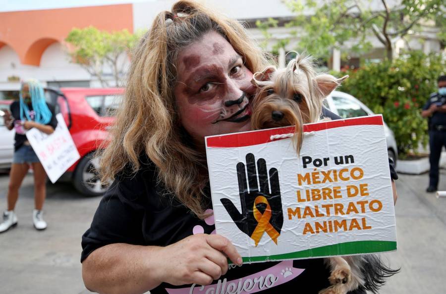 En Veracruz buscan reformar la Ley de Protección Animal