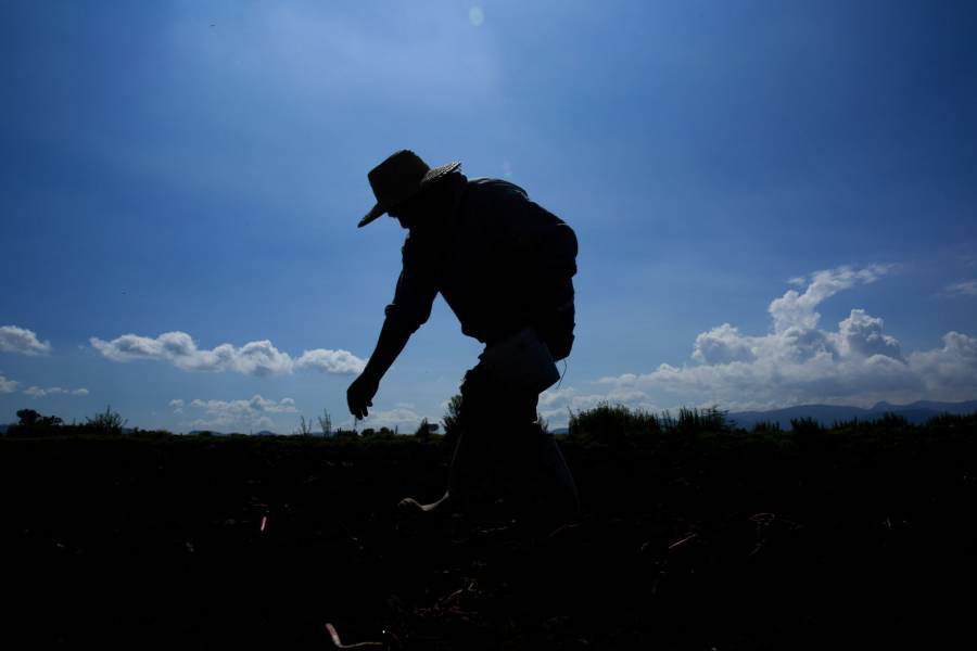 En el norte del estado de M&eacute;xico corre peligro siembra de ma&iacute;z
