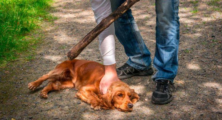 Acción nula de gobiernos municipales ante casos de maltrato animal en Puebla