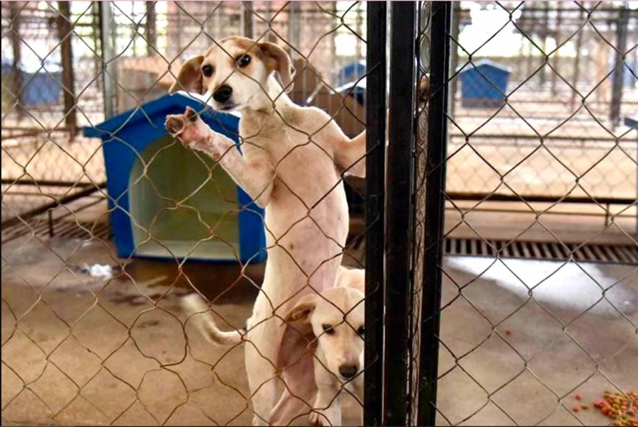 Gobierno de puebla obligará a los municipios contar con Centros de Bienestar Animal