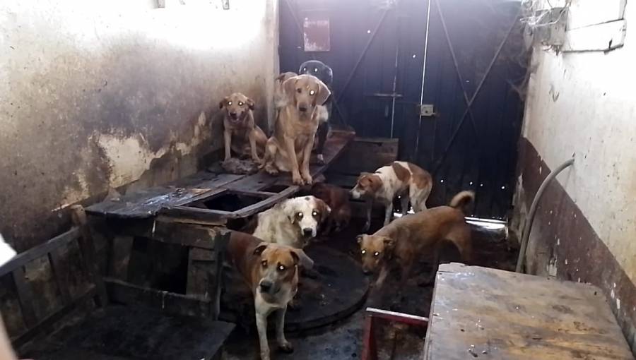 Seis perros son rescatados de un hogar insalubre en Nezahualcóyotl