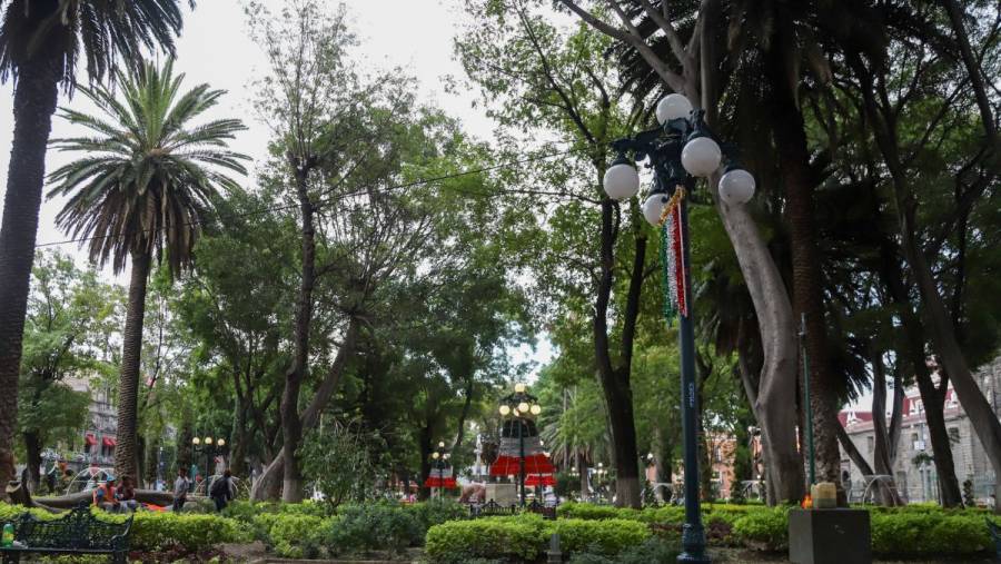 Secretaría de Medio Ambiente derribará árboles con 