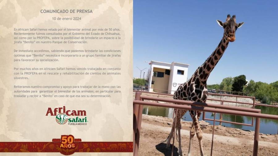 Africam Safari reitera disposición para cuidar a la jirafa 