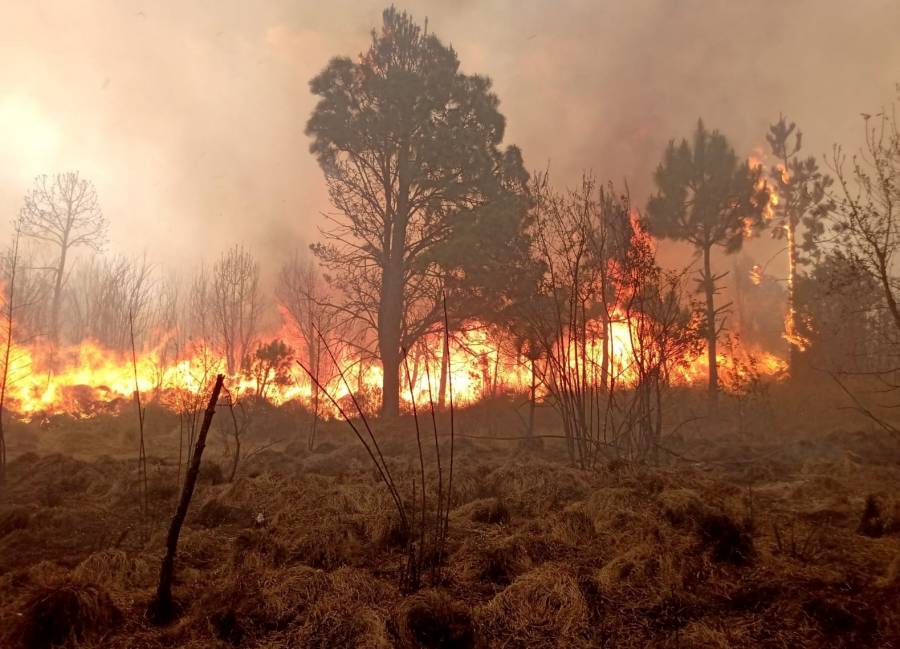 Medio Ambiente ha registrado 246 incendios forestales en lo que va del 2024 