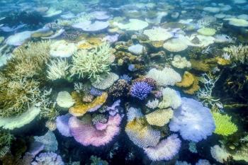 Australia: la Gran Barrera de Coral afectada por el peor episodio de blanqueo jamás observado