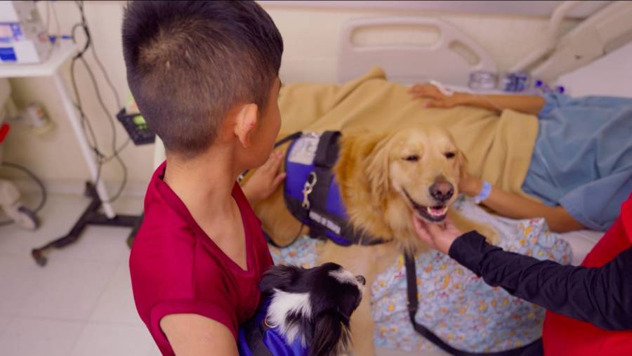 Cómo funciona una terapia asistida por un perro: Un enfoque holístico para el bienestar
