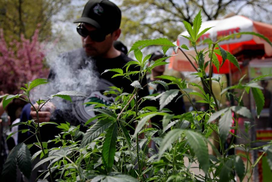 Venta legal de marihuana genera en EEUU más de 20 mil millones de dólares en impuestos