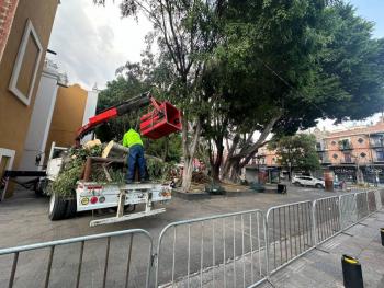 Ayuntamiento de Puebla revisa árboles tras colapso por vientos
