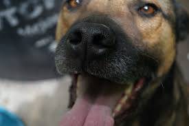 Estados Unidos anunció cambios a partir de agosto para ingresar al país con perros