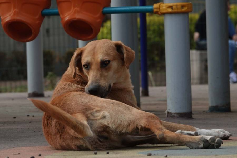 Kosovo lanza iniciativa para adopción de perros callejeros con incentivos económicos