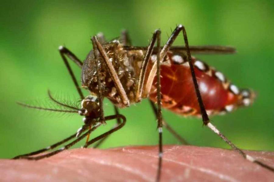 Aumentan casos de dengue en Antioquia: Gobernación llama a la prevención urgente