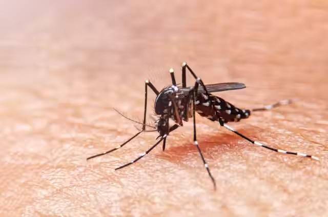 Primer fallecimiento por Dengue en Puebla en 2024; se reportan 444 casos acumulados