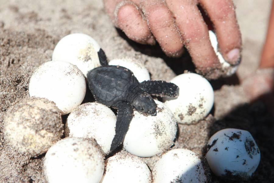 Tormenta “Alberto” destruyó más de 35 mil huevos de tortuga Lora