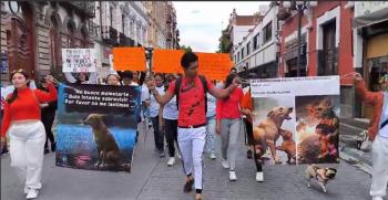 Animalistas exigen que apliquen la ley en caso de maltrato animal y prohibir la tauromaquia