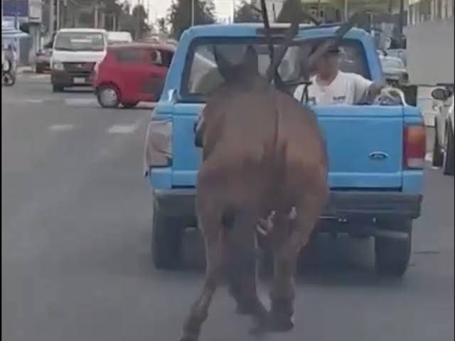 Apolonio N. Vinculando a proceso por maltrato animal