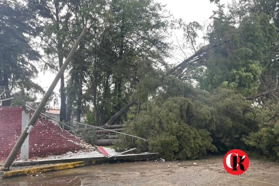 Por intensas lluvias, cayeron 5 árboles de la primaria Benito Juárez, hay afectaciones