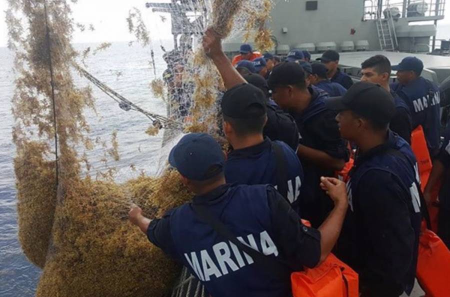 Armada está al cargo de la limpieza de Sargazo en México desde 2019; prevé que el problema continúe