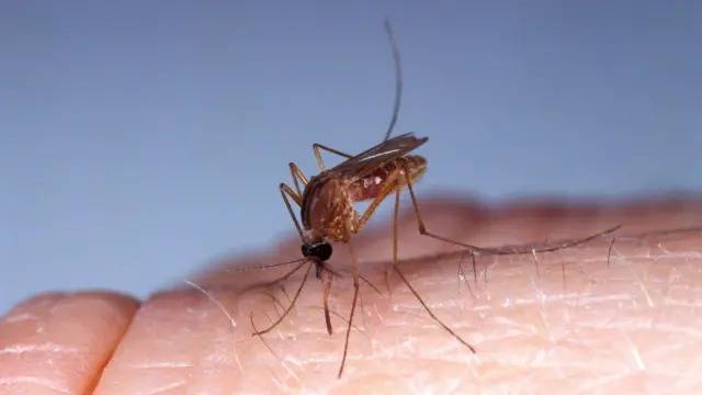 Crecen las alarmas en Am&eacute;rica Latina por el virus Oropouche transmitido por mosquitos