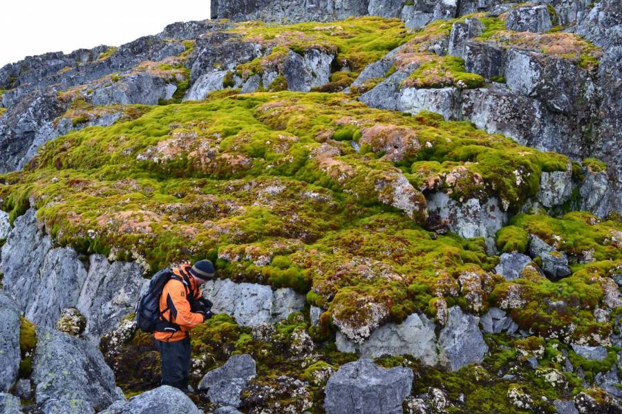 Aceleración de la vegetación en la Antártida: un signo del cambio climático