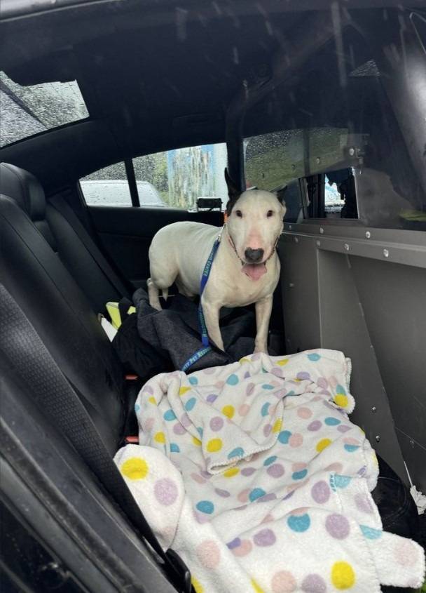 Rescatan a perro amarrado antes del impacto del huracán 'Milton' en Florida