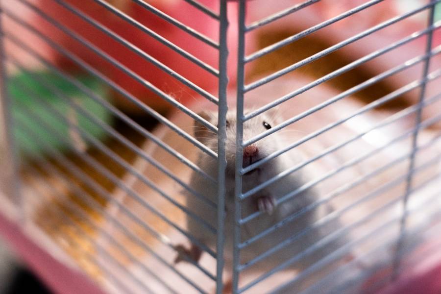 Mujer muere tras sufrir shock anafiláctico por mordedura de su hámster en Villarreal