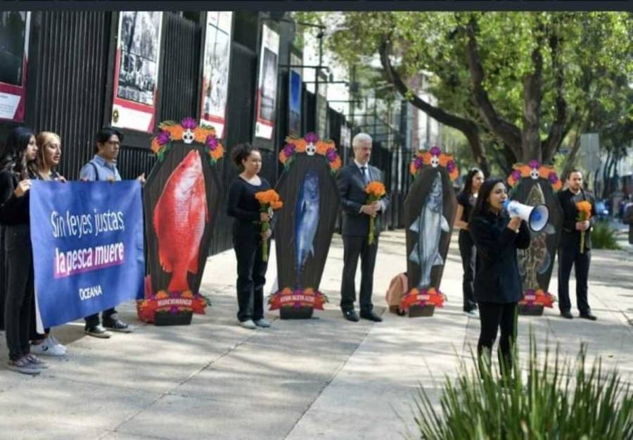 Mero, huachinango, robalo y atún aleta azul están por entrar al ataúd, ante pesca ilegal: Oceana, en protesta frente a Senado
