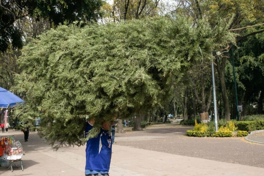 Profepa intensifica inspecciones a  árboles de Navidad importados para prevenir plagas forestales