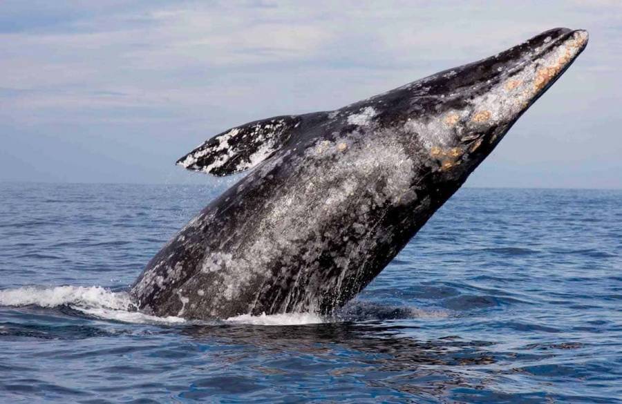 Inicia temporada de avistamiento de ballena gris en Baja California Sur