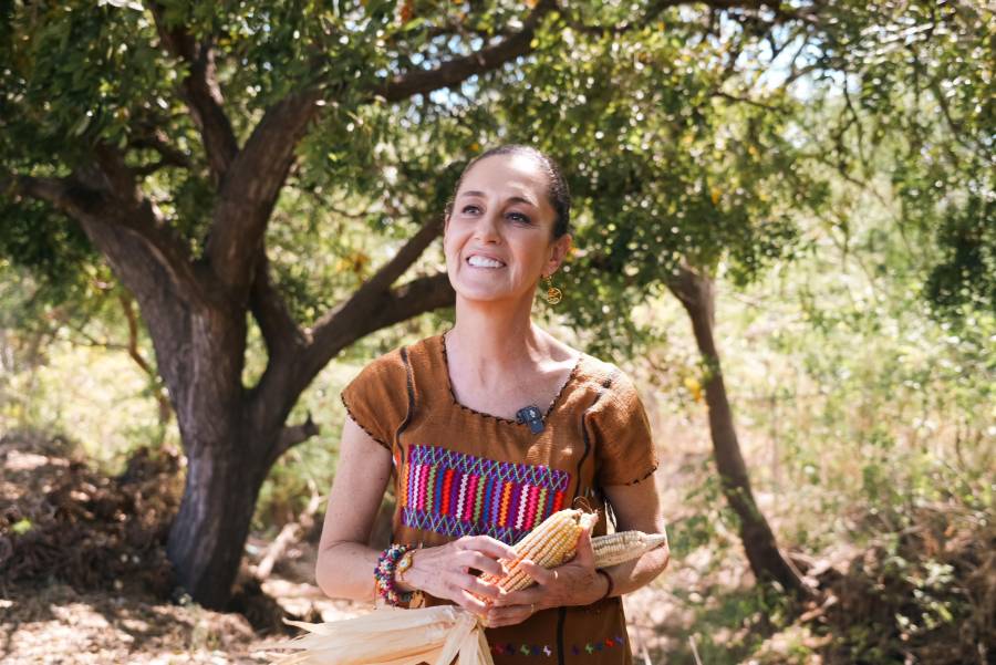 Claudia Sheinbaum envía al Congreso reforma para proteger el maíz mexicano