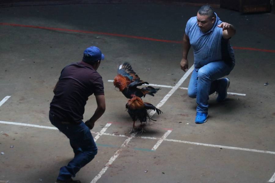 Liberan a 14 detenidos por presuntas peleas de gallos en Naucalpan