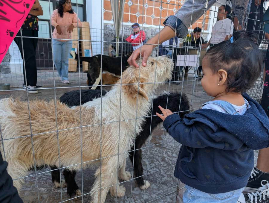 Ariadna Ayala impulsa adopción de lomitos rescatados en Atlixco
