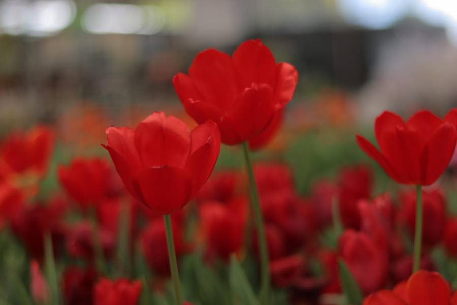 Atlixco presenta primera expo Tulipan