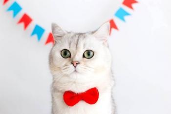 Leucemia felina: una enfermedad prevenible que amenaza la salud de nuestros gatos