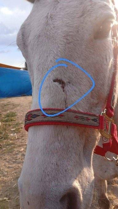 El IBA condena maltrato de un danzante a un caballo con mosquetón
