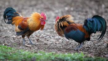 Confirman Palenque y pelea de gallos en la Feria de Puebla 2025